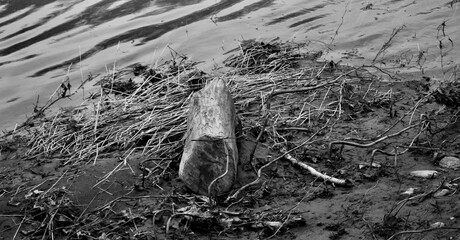 Decomposing tree on Susquehanna River bank Bradford County Pennsylvania