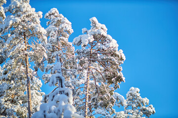 Winters Frozen Ensemble, A Mesmerizing Tapestry of Frosty Trees Under a Pristine Azure Sky