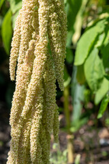 Love lies bleeding (amaranthus caudatus) flowers in bloom