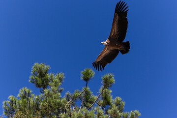 griffon vulture flying over the trees
