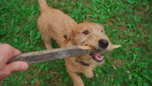 cute friendly dog play with owner and bite stick in green park