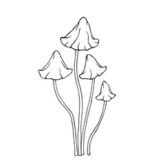 Linear sketch, outline of toadstool mushrooms.Vector graphics.