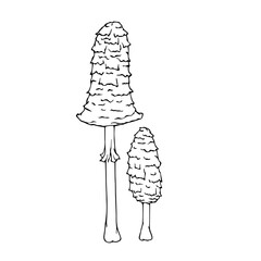 Linear sketch, outline of toadstool mushrooms.Vector graphics.