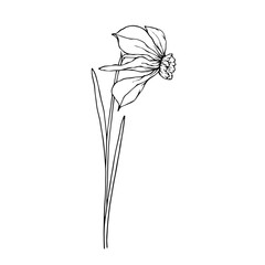 Line sketch,doodle of spring daffodil flower.Vector graphics.