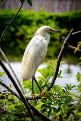 The Snowy Egret.