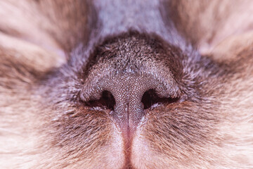 Brown cat nose. Nose of the Neva masquerade cat breed macro photo.