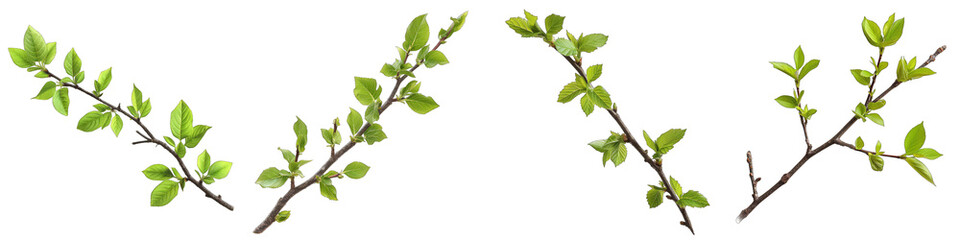 A twig with young green spring leaves Hyperrealistic Highly Detailed Isolated On Transparent Background Png File