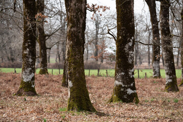 Fototapeta premium trees in the forest