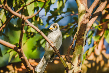 Noisy miner (Manorina melanocephala) small bird, animal sits on a tree branch in a city park.