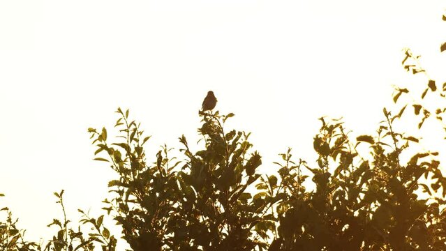 Whinchat perched on a bush in counter light during summery sunset in Estonia, Northern Europe	