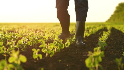 close-up farmer boots field sunset. work field. Agriculture. fresh vegetable sprouts. business...