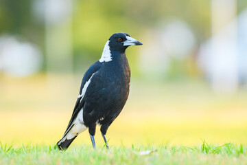 Australian magpie (Gymnorhina tibicen) a medium-sized bird with dark plumage, the animal stands on the grass in the park.