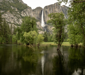 Fototapeta na wymiar Merced River Floods Yosemite Valley with Upper Yosemite Fall