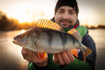 Trophy perch. Ice fishing background.	