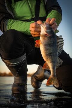 Trophy perch. Ice fishing background.	
