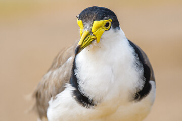 Masked lapwing (Vanellus miles) medium size bird, animal portrait on a summer sunny day on the...