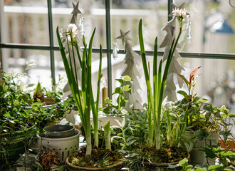 House plants display by window