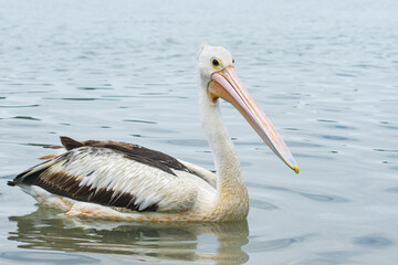 Fototapeta na wymiar Australian pelican (Pelecanus conspicillatus) a large water bird with a large beak, the animal swims on the river close to the sandy shore.