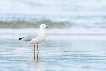 Silver gull (Chroicocephalus novaehollandiae), a medium-sized bird with white and gray plumage, the animal stands on a sandy beach by the sea.
