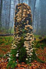 Edible white mushrooms on tree bark - obrazy, fototapety, plakaty