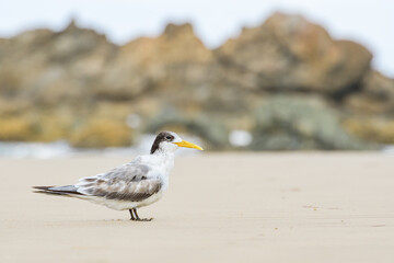 Greater crested tern (Thalasseus bergii) medium sized bird, animal sitting on the sandy beach by the sea.