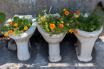 Three old non-functional toilets with orange purslane flowers