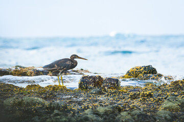 Pacific reef heron (Egretta sacra) large water bird with dark plumage, dark morph, the animal stands on a rock on the seashore, view from the Australian coast.