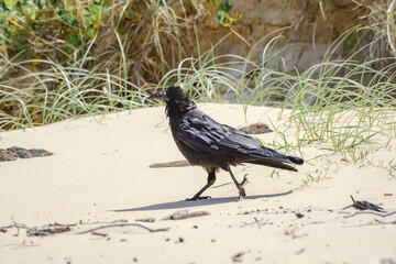 Australian raven (Corvus coronoides) a medium-sized bird with black plumage, the animal walks on the seashore on the sandy beach and looks for food.