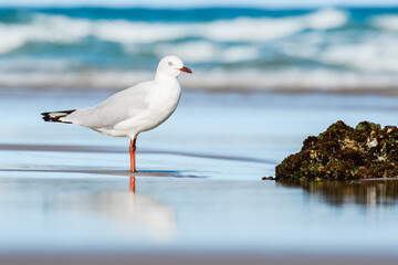 Silver gull (Chroicocephalus novaehollandiae), a medium-sized bird with white and gray plumage, the animal stands on a sandy beach by the sea.