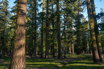 Moss Covered Trees Line The Trail To Prospect Peak