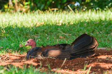 Australian brushturkey (Alectura lathami) a large bird with brown plumage and a red head, the animal cools itself in a hole dug in the ground.