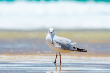 Silver gull (Chroicocephalus novaehollandiae), a medium-sized bird with white and gray plumage, the animal stands on a sandy beach by the sea.