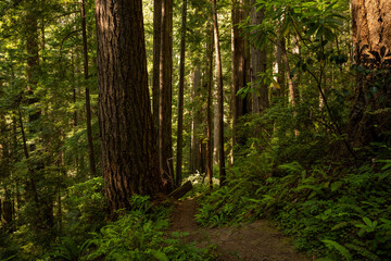 Narrow Trail Passes The Large Trees and Ferns Of Redwood