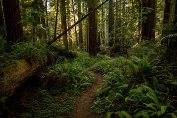 Narrow Trail Snakes Through The Dark Forest Of Redwood