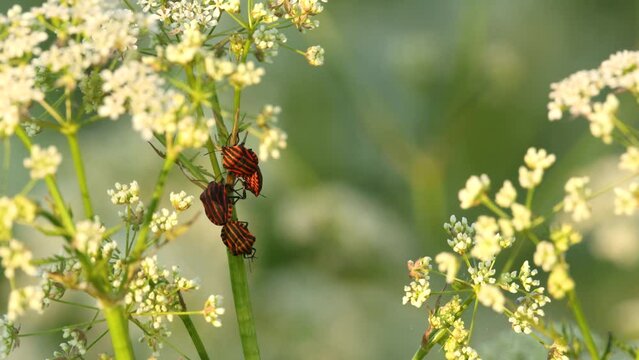 Two pairs of Striped bugs mating on Cow parsley on a summery meadow in Estonia, Northern Europe