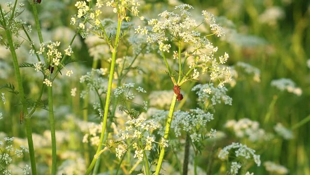 Two Striped bugs mating on Cow parsley on a summery meadow in Estonia, Northern Europe	