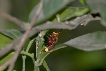 Avispón Vespa Orientalis