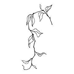 Linear sketch, outline of a branch with foliage. Vector graphics.
