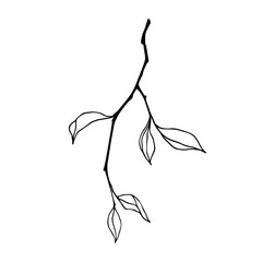 Obraz premium Linear sketch, outline of a branch with foliage. Vector graphics.