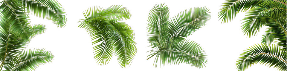 palm leaves Hyperrealistic Highly Detailed Isolated On Transparent Background Png File