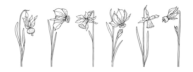 Set of linear sketches of spring daffodil flowers. Vector graphics. - obrazy, fototapety, plakaty