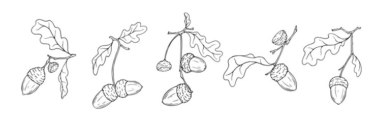 Collection of linear sketches of oak branches with acorns. Vector graphics. © Катерина Якубович