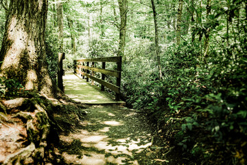 Holzbrücke am Wanderweg in der grünen Natur der Great Smoky Mountains