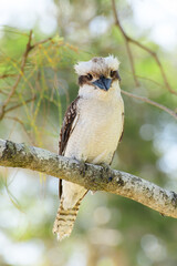 Laughing kookaburra (Dacelo novaeguineae) medium sized bird, animal sitting on a tree branch in natural habitat.