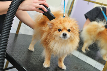 groomer dries the hair of a Pomeranian dog with a hair dryer after bathing in a specialized salon
