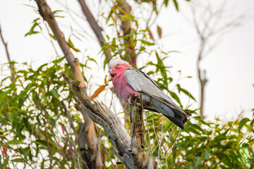 Galah (Eolophus roseicapilla) parrot, medium-sized bird with pinkish-gray plumage, the animal sits high on a branch of a eucalyptus tree.