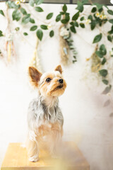 ヨークシャーテリア,子犬,ペットサロン