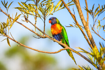 Rainbow lorikeet (Trichoglossus moluccanus) parrot, colorful small bird, animal sitting high on a tree branch.