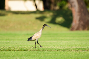 Australian white ibis (Threskiornis molucca) a large bird with a black head and white plumage, the animal walks on the green grass in the park on a sunny day.