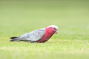 Galah (Eolophus roseicapilla) parrot, medium-sized bird with brownish-gray plumage, the animal walks on the ground and nibbles green grass in the park.